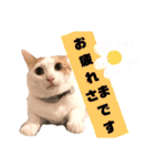 はっちゃんの猫すたんぷ〈日常・武士言葉〉（個別スタンプ：5）