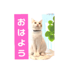 はっちゃんの猫すたんぷ〈日常・武士言葉〉（個別スタンプ：9）