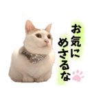 はっちゃんの猫すたんぷ〈日常・武士言葉〉（個別スタンプ：16）