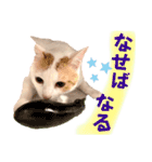 はっちゃんの猫すたんぷ〈日常・武士言葉〉（個別スタンプ：18）