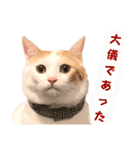 はっちゃんの猫すたんぷ〈日常・武士言葉〉（個別スタンプ：19）