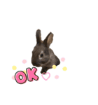 かわいいココアさん♡（個別スタンプ：5）
