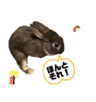 かわいいココアさん♡（個別スタンプ：16）