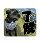 れおおおおお（個別スタンプ：11）