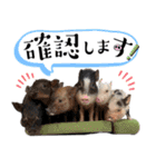 市川市動植物園スタンプ  第2弾 敬語特集（個別スタンプ：10）