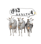 市川市動植物園スタンプ  第2弾 敬語特集（個別スタンプ：12）