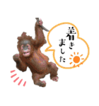 市川市動植物園スタンプ  第2弾 敬語特集（個別スタンプ：16）