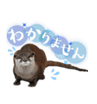 市川市動植物園スタンプ  第2弾 敬語特集（個別スタンプ：21）