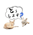 市川市動植物園スタンプ  第2弾 敬語特集（個別スタンプ：34）