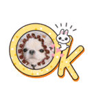 わん2にゃん1stamp（個別スタンプ：1）