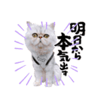 わん2にゃん1stamp（個別スタンプ：2）
