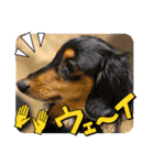 わん2にゃん1stamp（個別スタンプ：5）