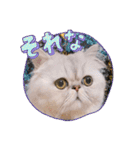 わん2にゃん1stamp（個別スタンプ：6）