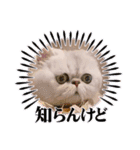 わん2にゃん1stamp（個別スタンプ：7）