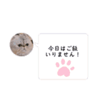 わん2にゃん1stamp（個別スタンプ：15）