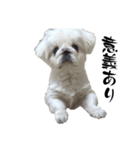Pekinese ペキニーズ ハクのスタンプ②（個別スタンプ：9）