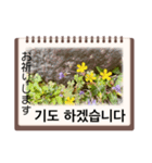 花の挨拶・韓国語と日本語（個別スタンプ：6）