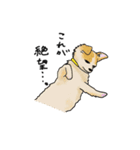 Noa.(チワワ)（個別スタンプ：4）
