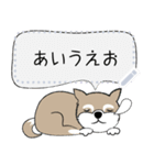 ～柴犬～メッセージスタンプ（個別スタンプ：8）