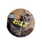 ありみしゃ3（個別スタンプ：1）