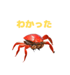 オーシャン・ワンダーズ：冒険へのダイブ！（個別スタンプ：15）