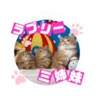 ねこまーち ラブリー三姉妹（個別スタンプ：8）