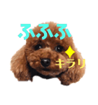 モカちゃんお気に入り（個別スタンプ：1）