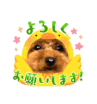 モカちゃんお気に入り（個別スタンプ：13）