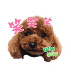 モカちゃんお気に入り（個別スタンプ：21）