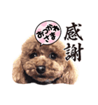 モカちゃんお気に入り（個別スタンプ：24）