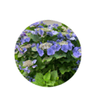 色んないろの紫陽花  colorful hydrangea 2（個別スタンプ：1）