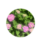 色んないろの紫陽花  colorful hydrangea 2（個別スタンプ：7）