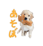 ゴールデンレトリーバーのこむぎ君（日常）（個別スタンプ：1）