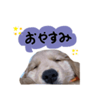 ゴールデンレトリーバーのこむぎ君（日常）（個別スタンプ：5）