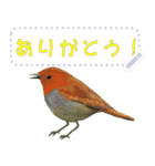 礼文島の野鳥くん(自由文字スタンプ)（個別スタンプ：1）