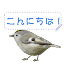 礼文島の野鳥くん(自由文字スタンプ)（個別スタンプ：3）