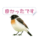 礼文島の野鳥くん(自由文字スタンプ)（個別スタンプ：4）