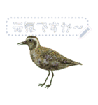 礼文島の野鳥くん(自由文字スタンプ)（個別スタンプ：6）