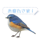 礼文島の野鳥くん(自由文字スタンプ)（個別スタンプ：7）