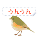 礼文島の野鳥くん(自由文字スタンプ)（個別スタンプ：8）