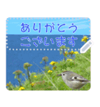 礼文島の野鳥くん(自由文字スタンプ)（個別スタンプ：11）