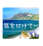 礼文島の野鳥くん(自由文字スタンプ)（個別スタンプ：16）