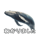 ⚫シロナガスクジラで敬語（個別スタンプ：2）