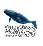 ⚫シロナガスクジラで敬語（個別スタンプ：5）