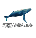 ⚫シロナガスクジラで敬語（個別スタンプ：7）