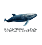 ⚫シロナガスクジラで敬語（個別スタンプ：9）