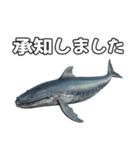 ⚫シロナガスクジラで敬語（個別スタンプ：12）