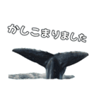 ⚫シロナガスクジラで敬語（個別スタンプ：13）