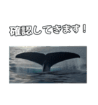 ⚫シロナガスクジラで敬語（個別スタンプ：14）