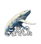 ⚫シロナガスクジラで敬語（個別スタンプ：18）